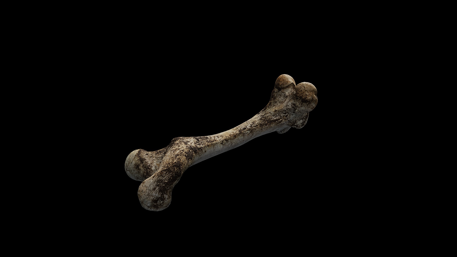 Anydrafts Bone 03 Low-poly 3D model_2