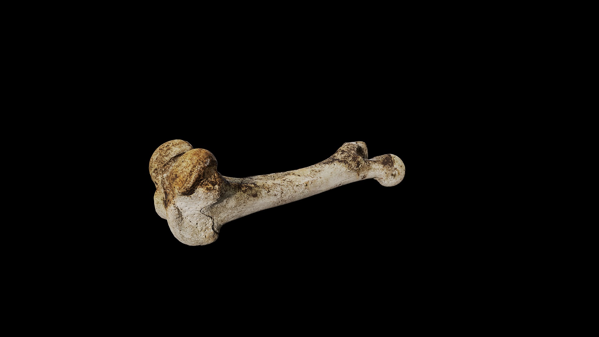 Anydrafts Bone 03 Low-poly 3D model_7