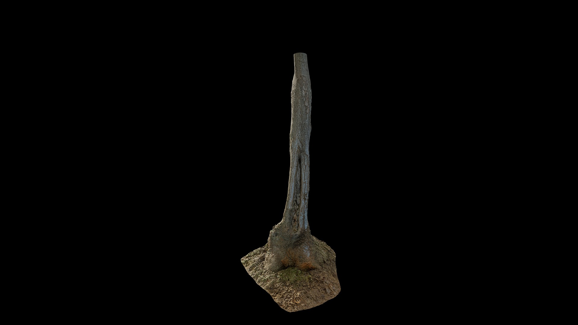 Anydrafts Broussonetia papyrifera Trunk 01 Low-poly 3D model_2