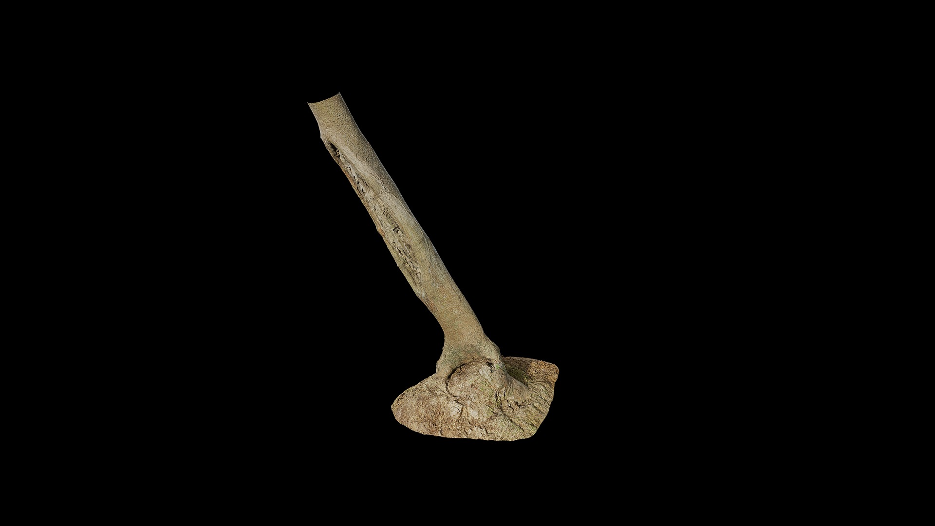 Anydrafts Broussonetia papyrifera Trunk 01 Low-poly 3D model_6