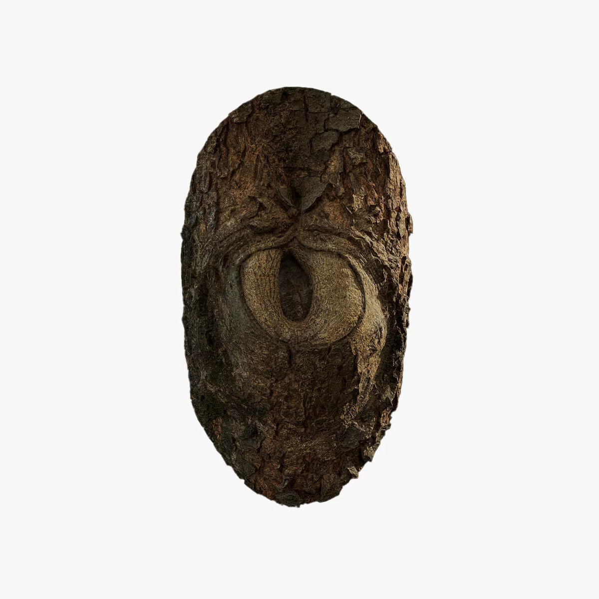Anydrafts Cassia fistula Burl 01 Low-poly 3D model
