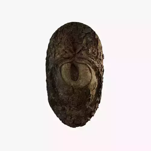 Anydrafts Cassia fistula Burl 01 Low-poly 3D model
