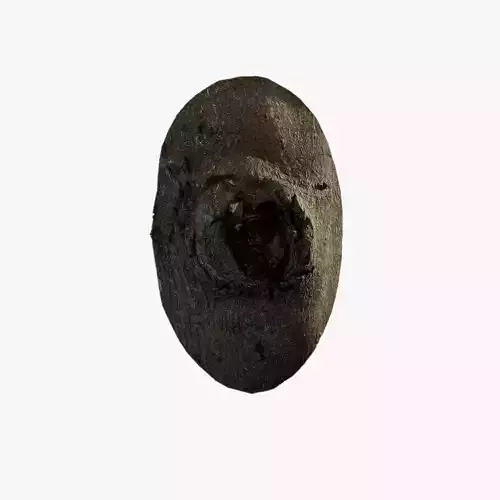 Anydrafts Celtis sinensis Burl 02