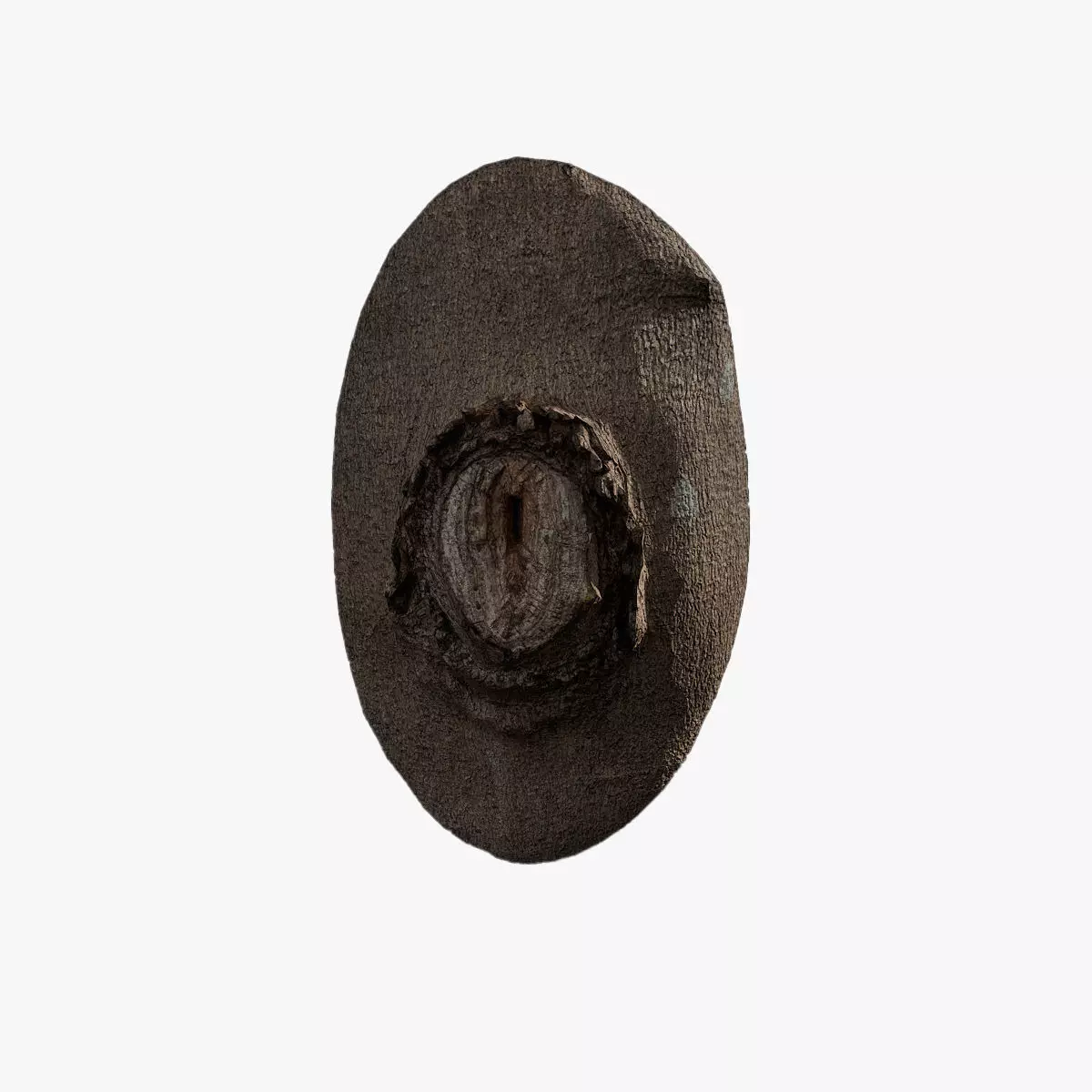 Anydrafts Celtis sinensis Burl 03 Low-poly 3D model_0