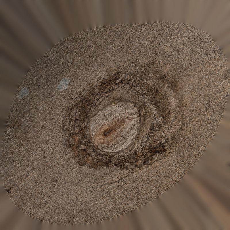 Anydrafts Celtis sinensis Burl 03 Low-poly 3D model_1