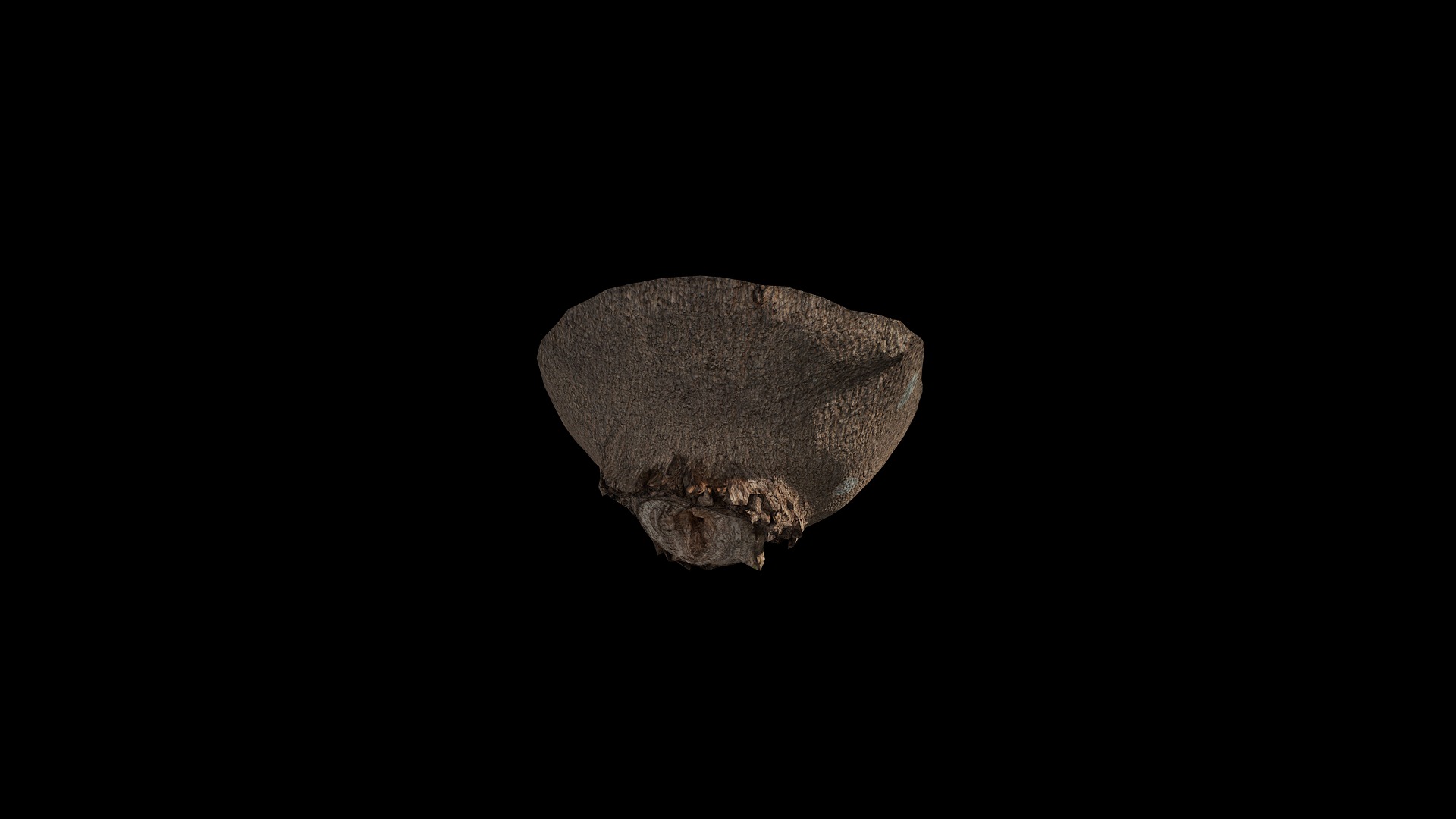 Anydrafts Celtis sinensis Burl 03 Low-poly 3D model_6