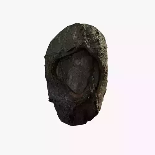 Anydrafts Celtis sinensis Burl 08