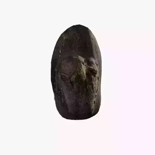 Anydrafts Cinnamomum burmannii Burl 01