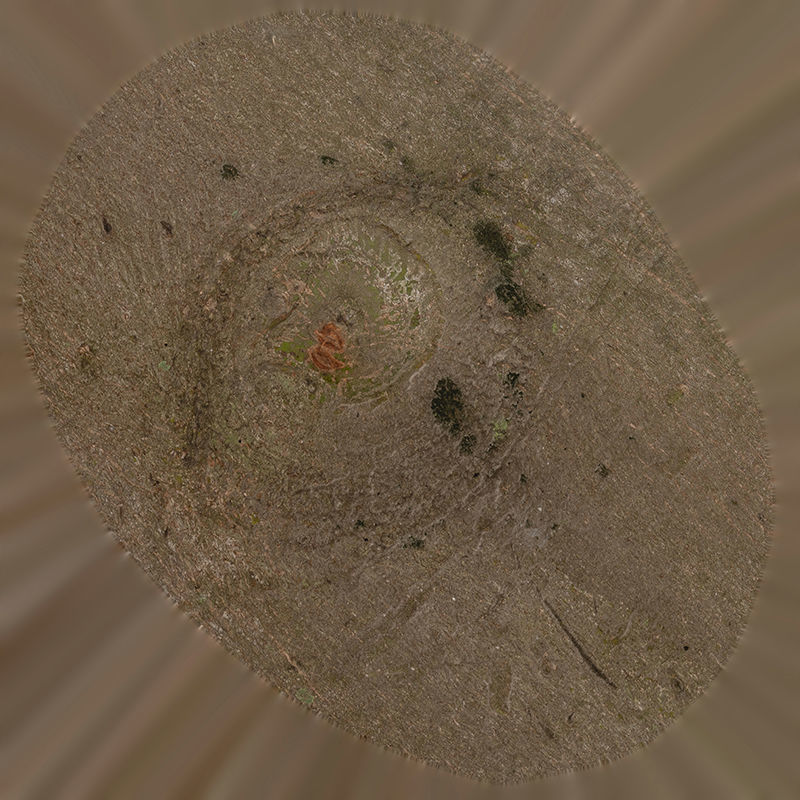 Anydrafts Cinnamomum burmannii Burl 08 Low-poly 3D model_1