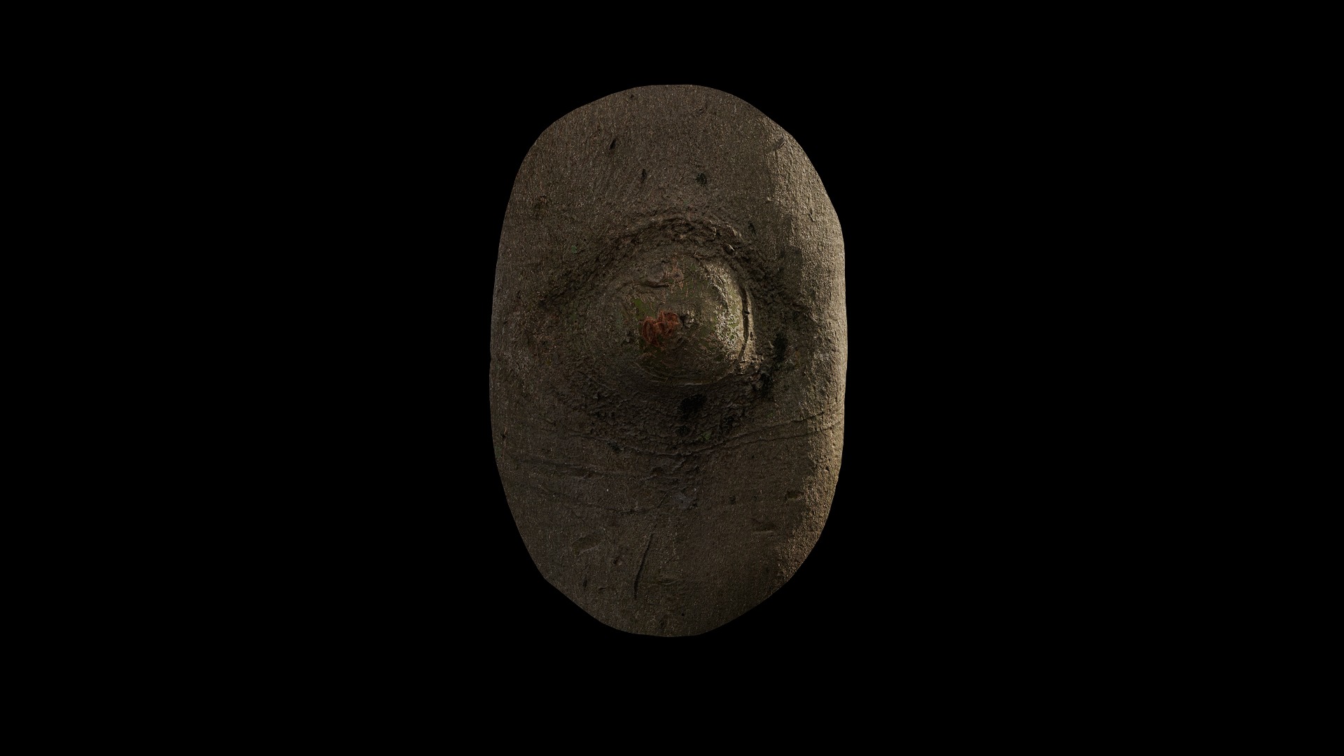 Anydrafts Cinnamomum burmannii Burl 08 Low-poly 3D model_2