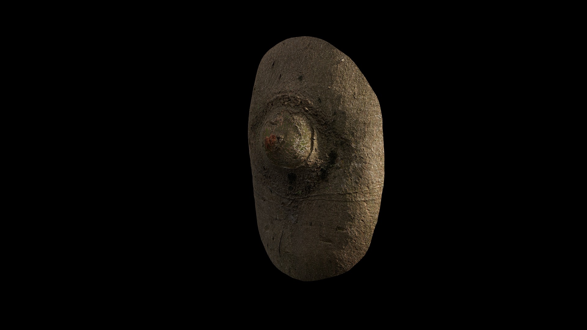 Anydrafts Cinnamomum burmannii Burl 08 Low-poly 3D model_4