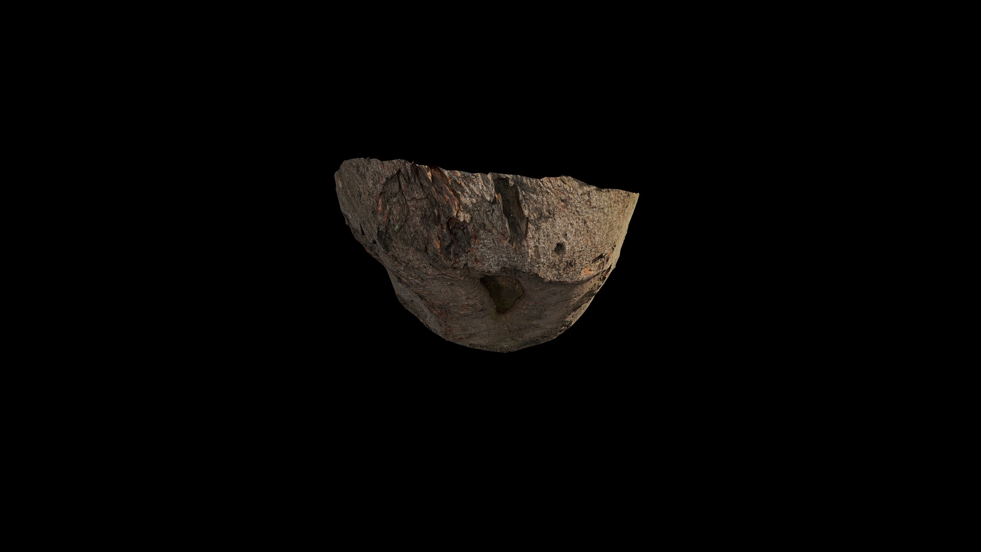 Anydrafts Cinnamomum burmannii Burl 09 Low-poly 3D model_6