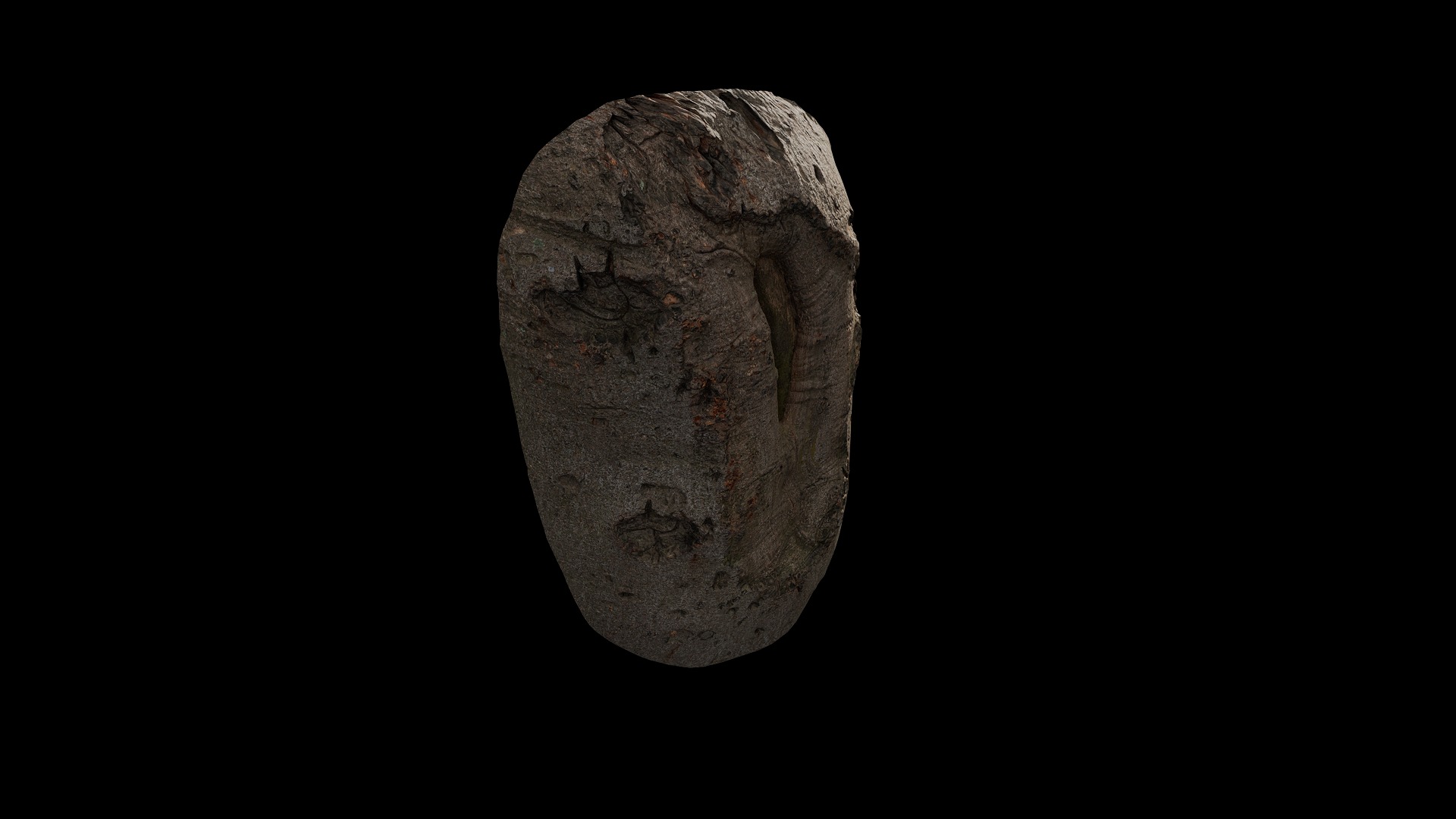 Anydrafts Cinnamomum burmannii Burl 09 Low-poly 3D model_8