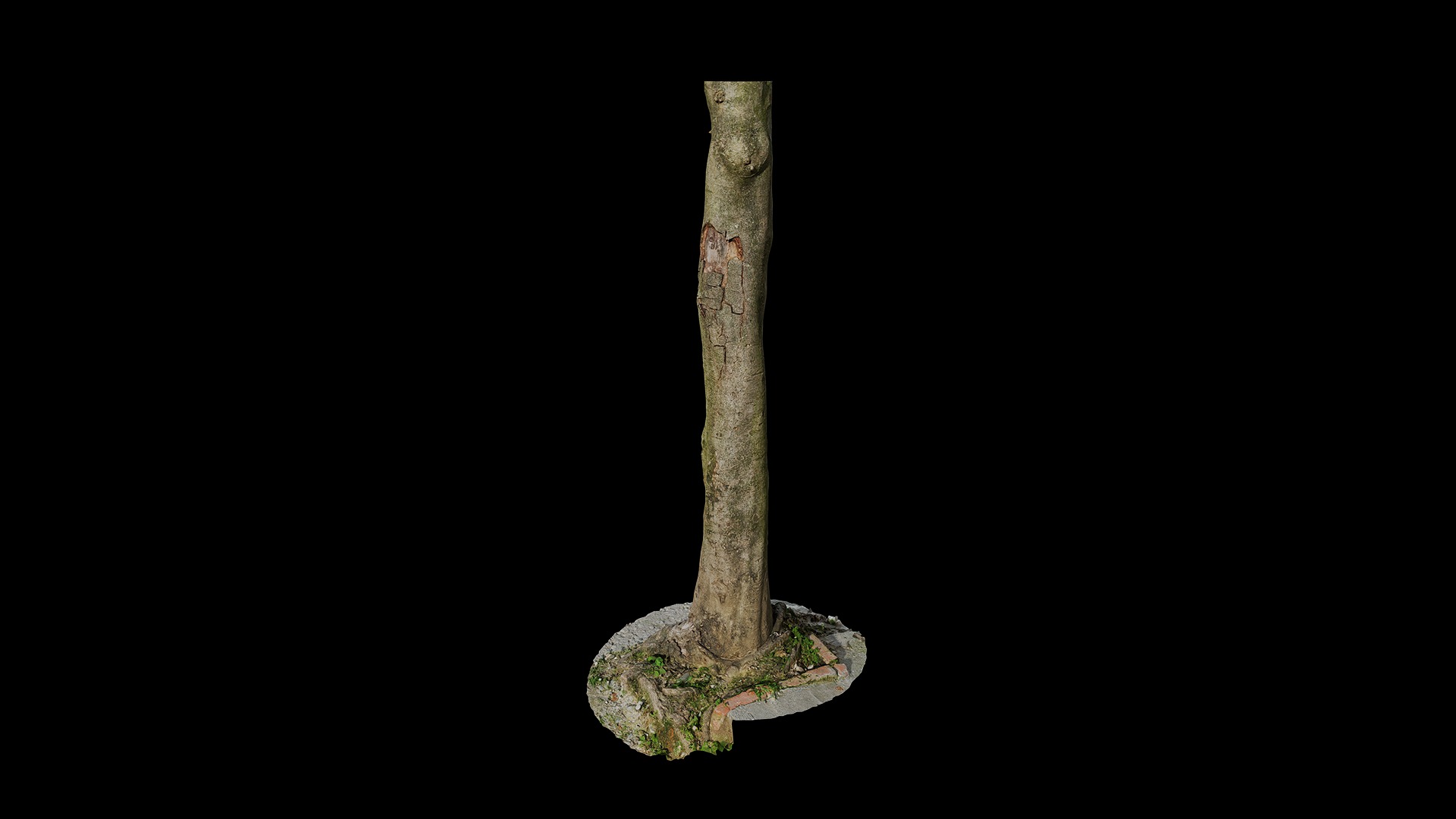 Anydrafts Cinnamomum burmannii Trunk 42 Low-poly 3D model_6