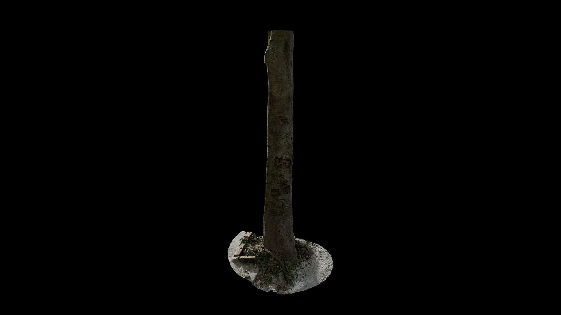 Anydrafts Cinnamomum burmannii Trunk 42 Low-poly 3D model_4