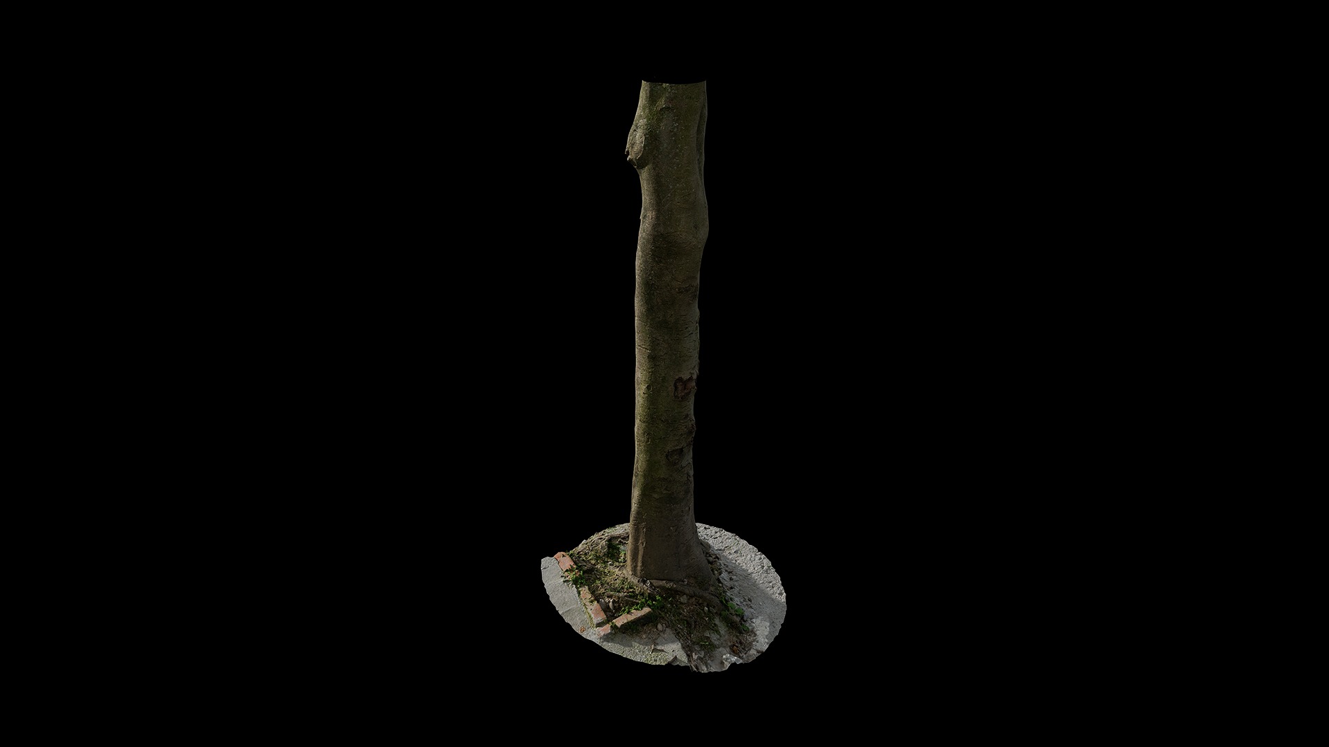 Anydrafts Cinnamomum burmannii Trunk 42 Low-poly 3D model_5