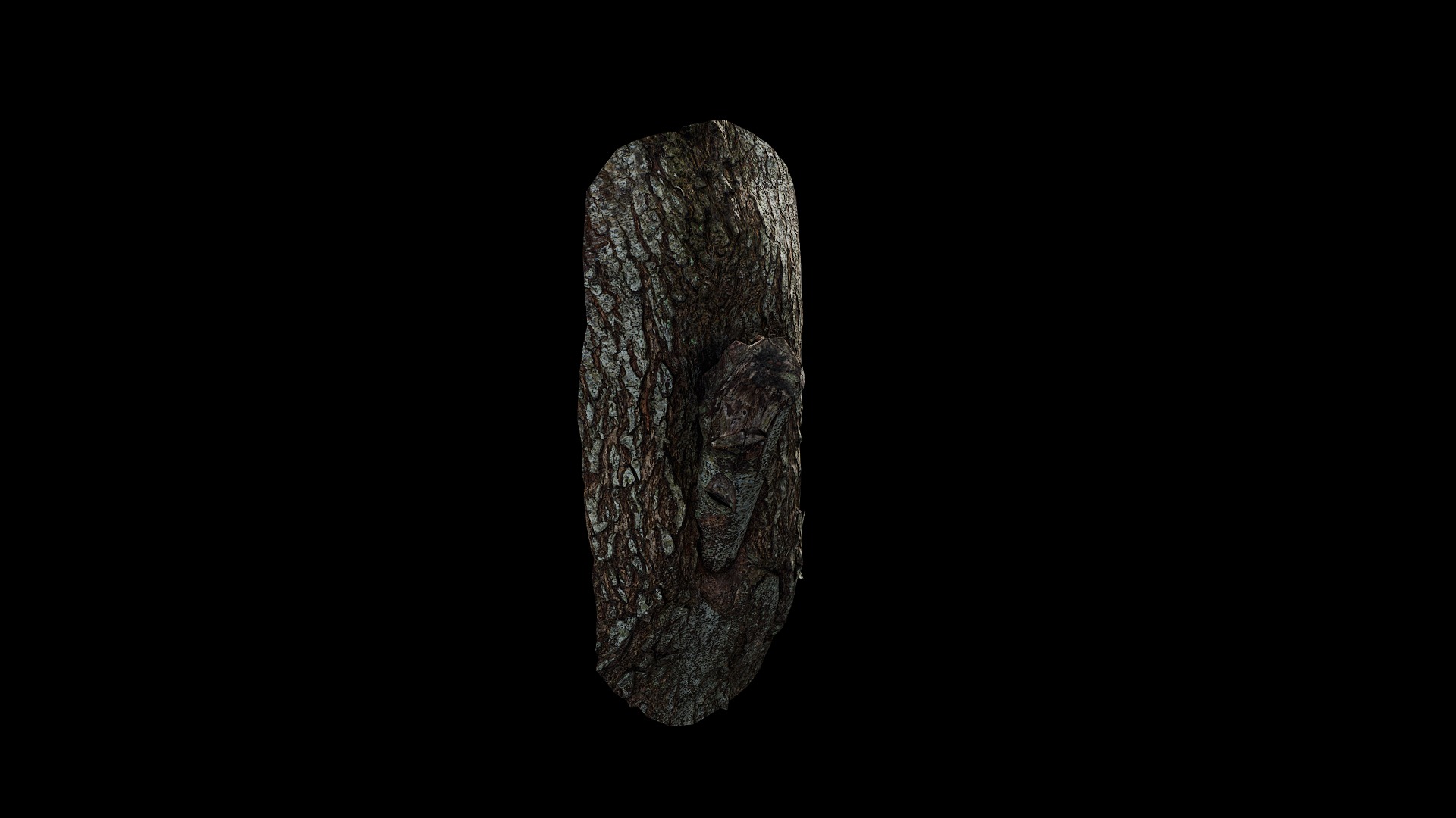 Anydrafts Cinnamomum camphora Burl 03 Low-poly 3D model_8