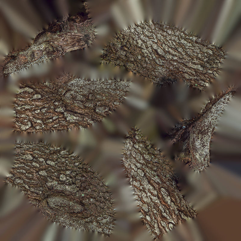 Anydrafts Cinnamomum camphora Burl 03 Low-poly 3D model_1