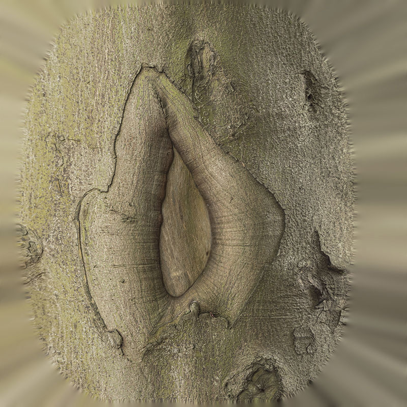 Anydrafts Cinnamomum japonicum Burl 01 Low-poly 3D model_1