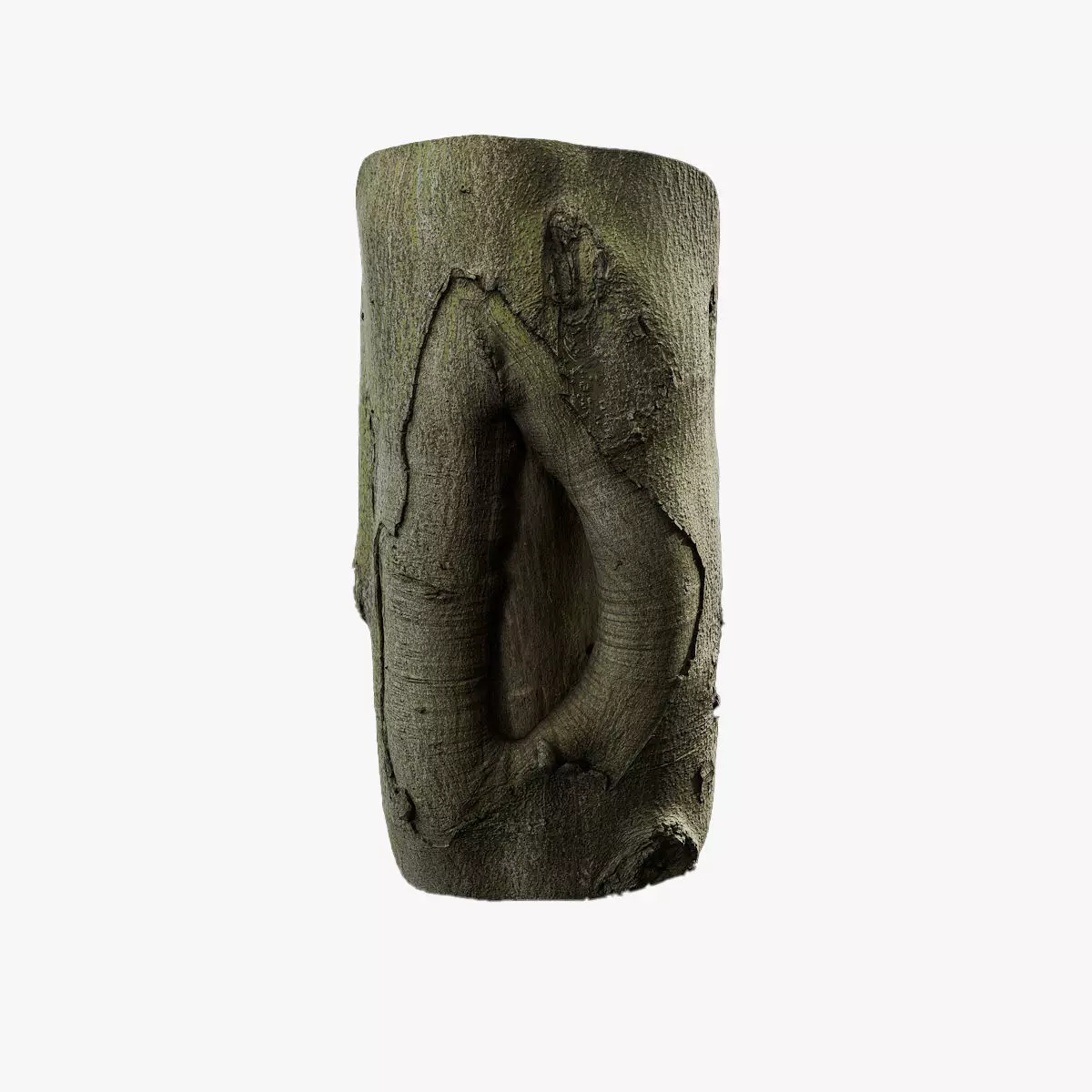 Anydrafts Cinnamomum japonicum Burl 01 Low-poly 3D model_0