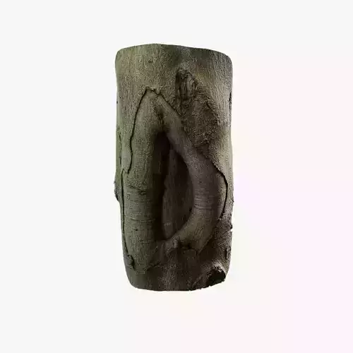 Anydrafts Cinnamomum japonicum Burl 01