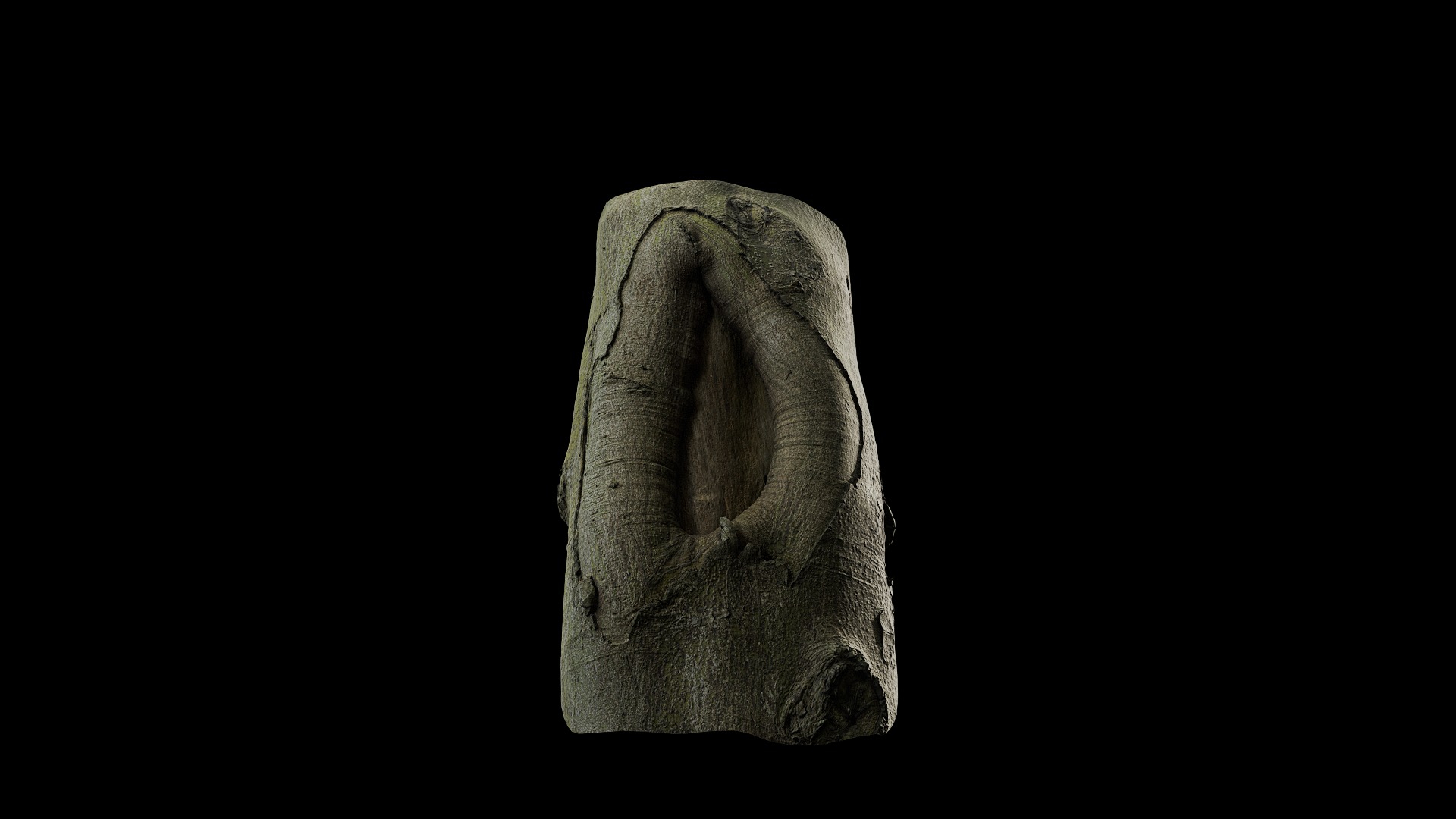 Anydrafts Cinnamomum japonicum Burl 01 Low-poly 3D model_5