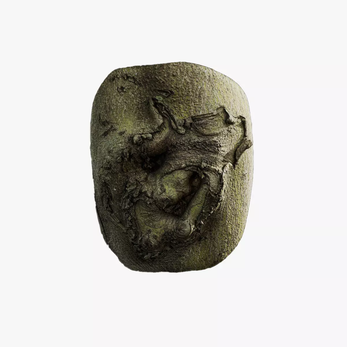 Anydrafts Cinnamomum japonicum Burl 02 Low-poly 3D model