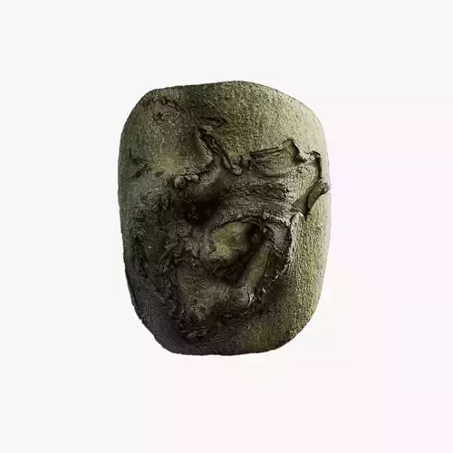 Anydrafts Cinnamomum japonicum Burl 02