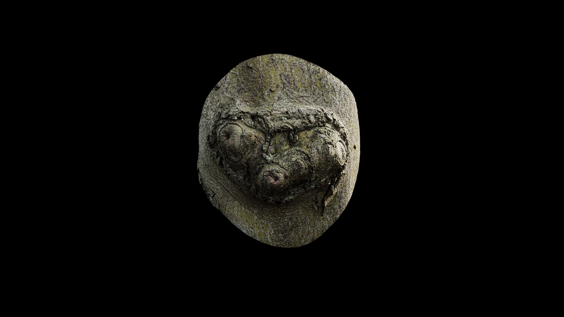 Anydrafts Cinnamomum japonicum Burl 03 Low-poly 3D model_2