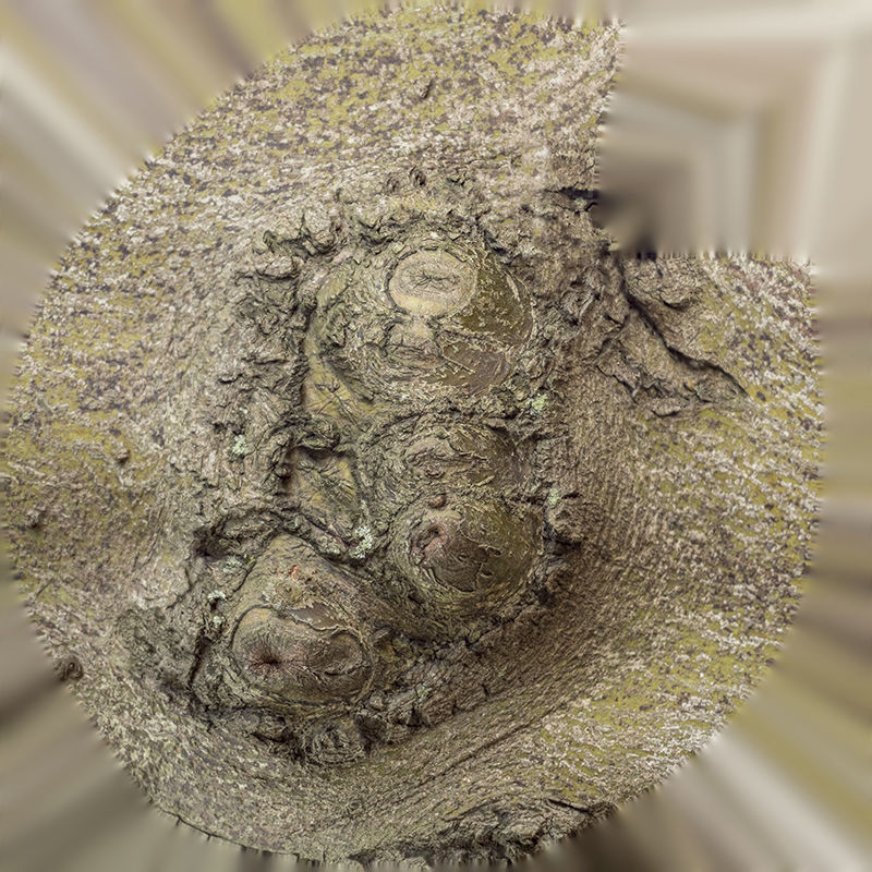 Anydrafts Cinnamomum japonicum Burl 03 Low-poly 3D model_1