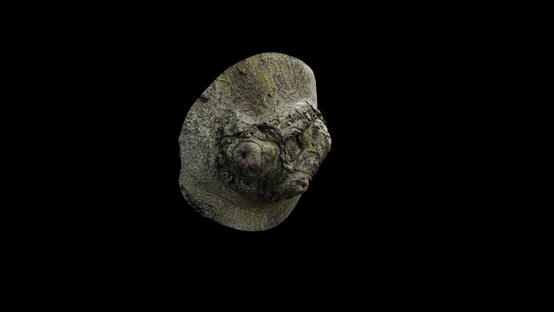 Anydrafts Cinnamomum japonicum Burl 03 Low-poly 3D model_8