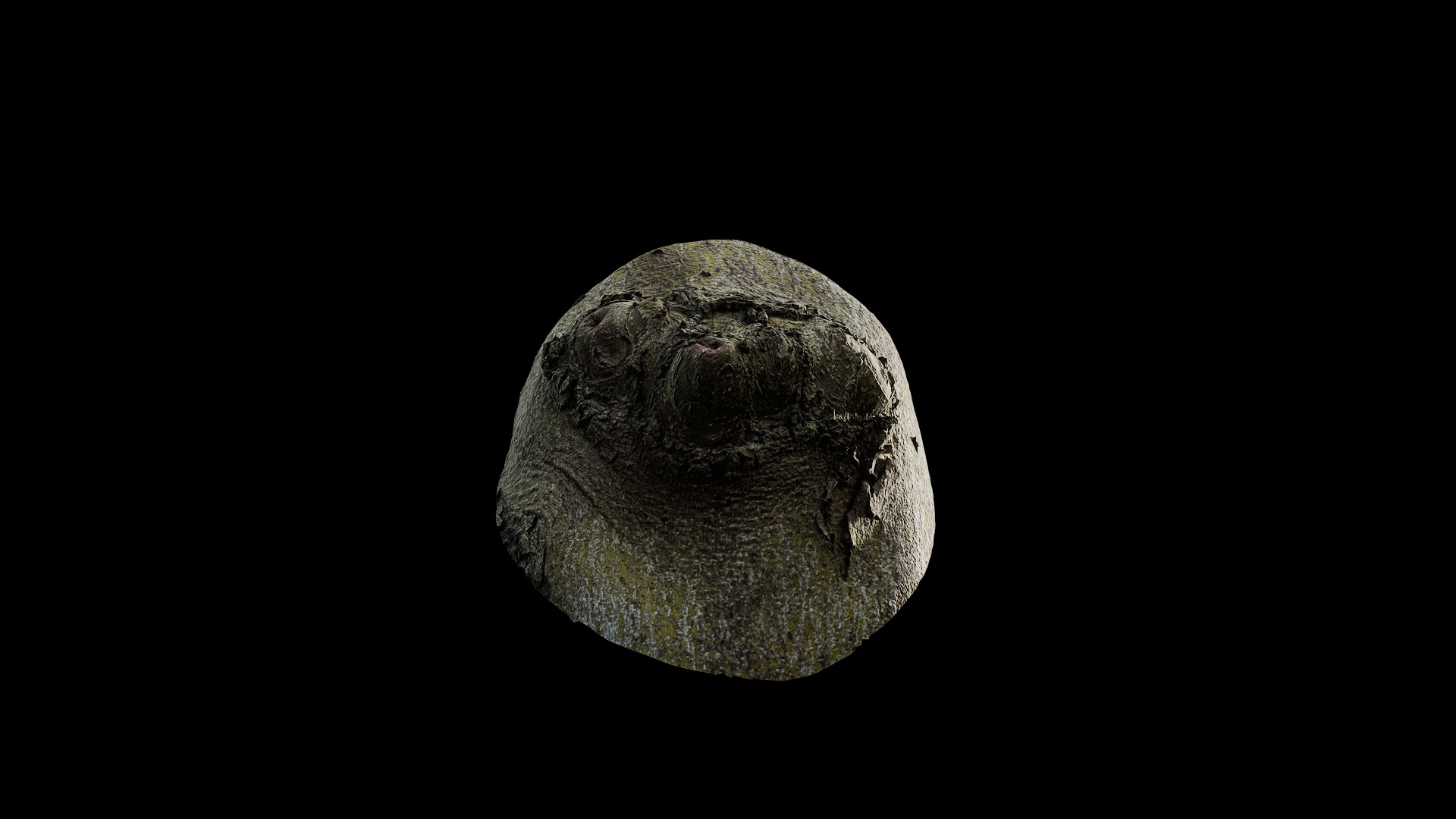 Anydrafts Cinnamomum japonicum Burl 03 Low-poly 3D model_5