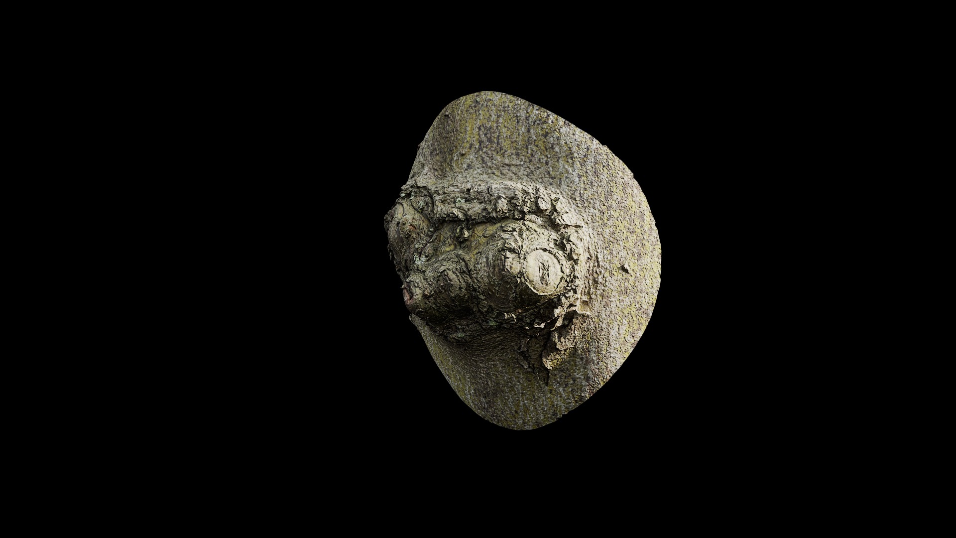 Anydrafts Cinnamomum japonicum Burl 03 Low-poly 3D model_4