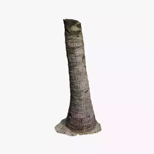Anydrafts Cocos nucifera Trunk 01