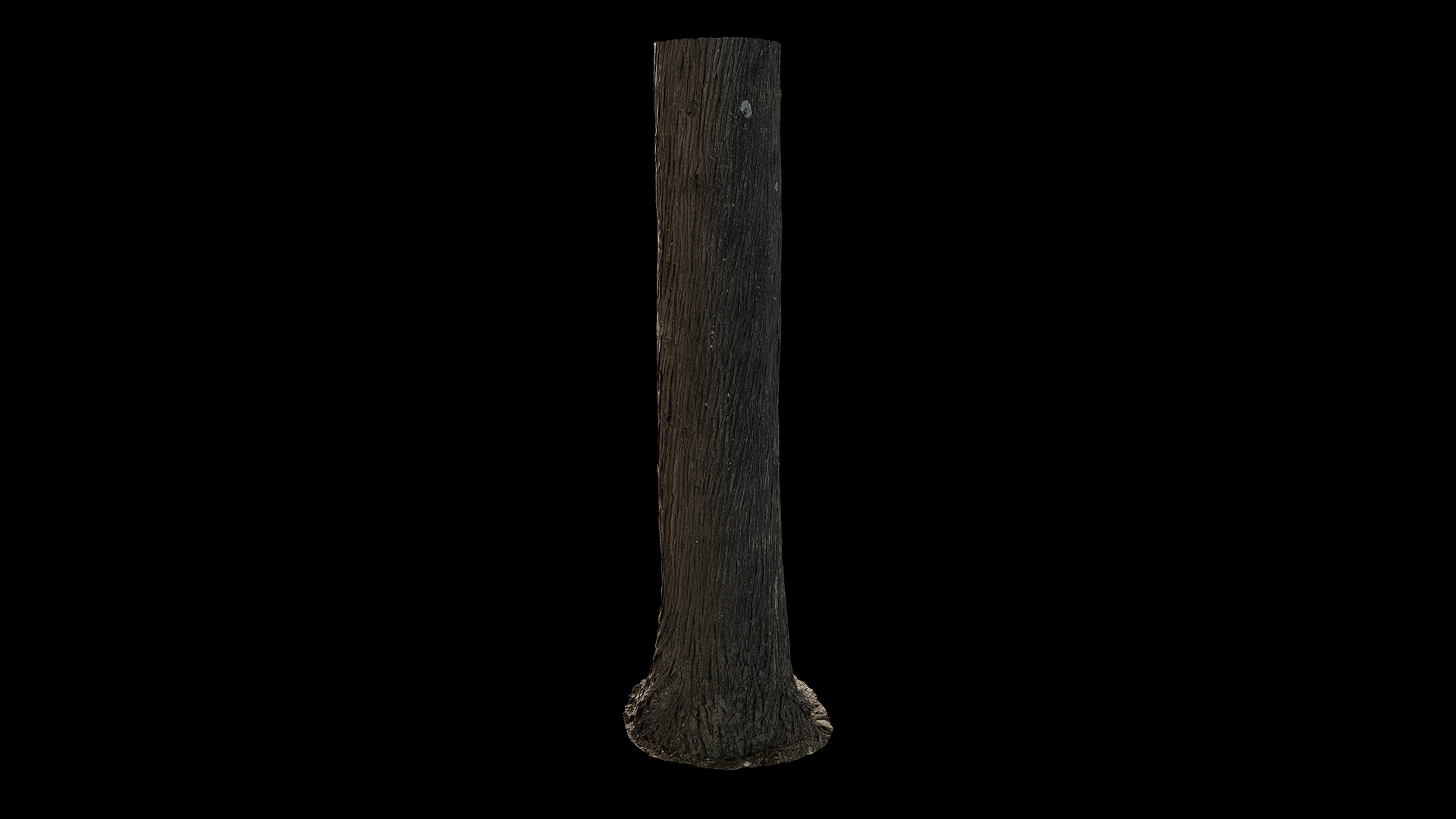 Anydrafts Cupressus funebris Trunk 01 Low-poly 3D model_4