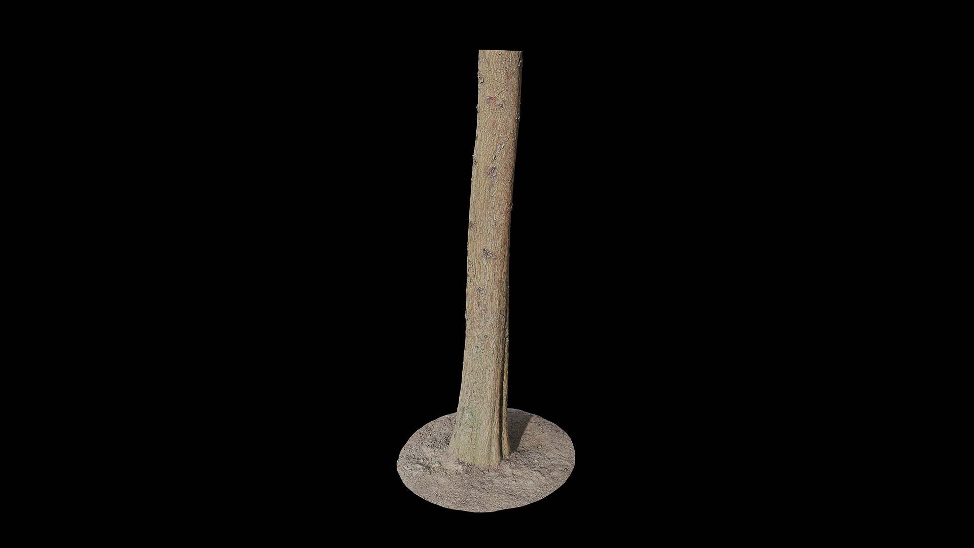 Anydrafts Cupressus funebris Trunk 02 Low-poly 3D model_6