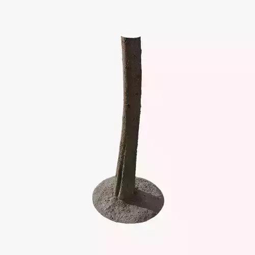 Anydrafts Cupressus funebris Trunk 02 Low-poly 3D model