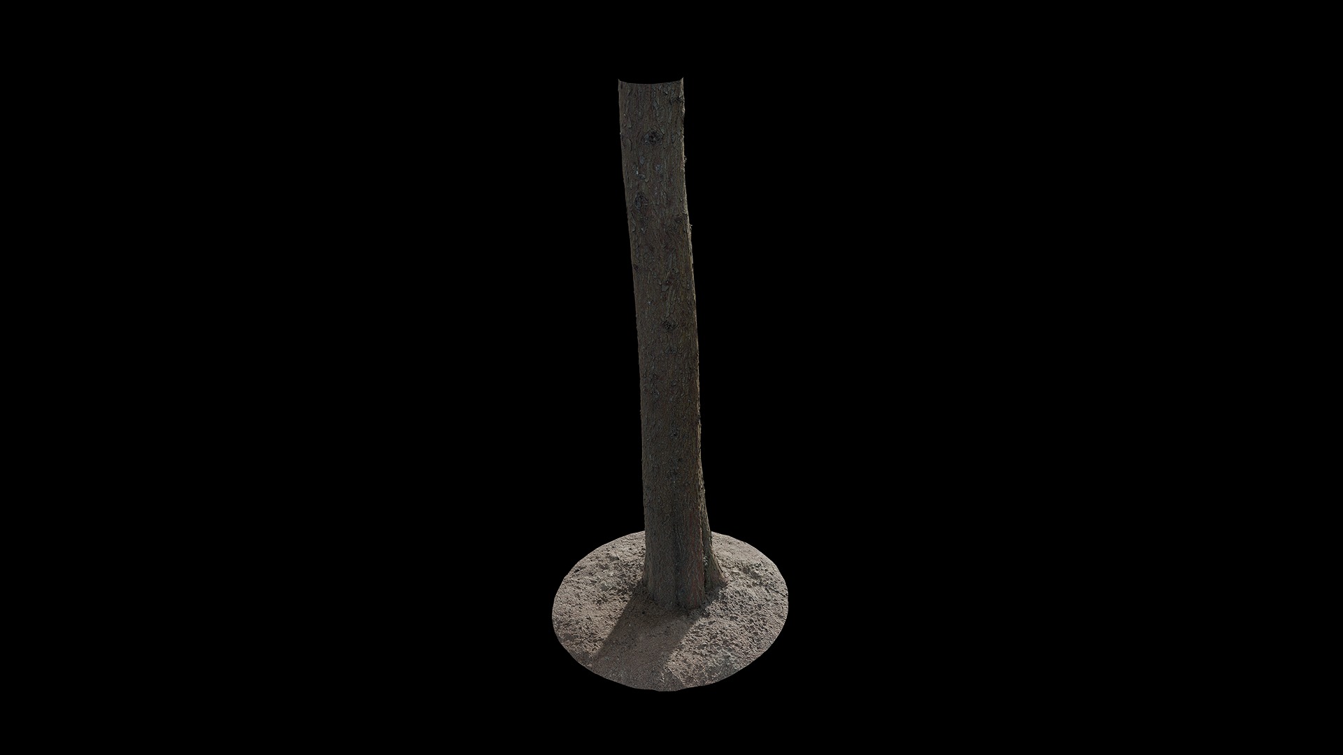 Anydrafts Cupressus funebris Trunk 02 Low-poly 3D model_7