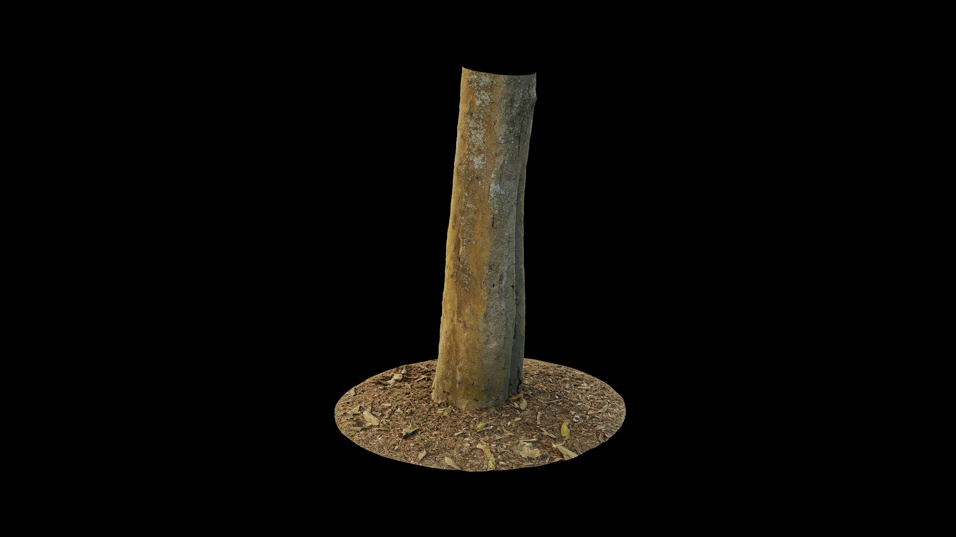 Anydrafts Dalbergia cultrata Trunk 01 Low-poly 3D model_6