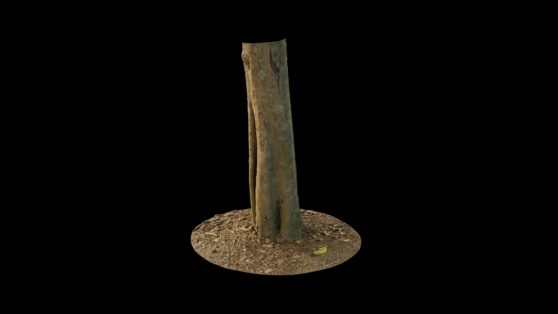 Anydrafts Dalbergia cultrata Trunk 01 Low-poly 3D model_4