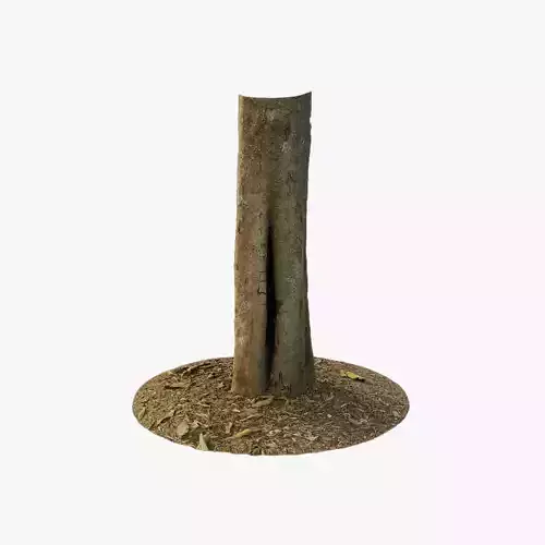 Anydrafts Dalbergia cultrata Trunk 01