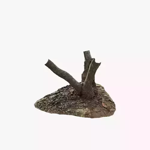 Anydrafts Dracaena cochinchinensis Trunk 01