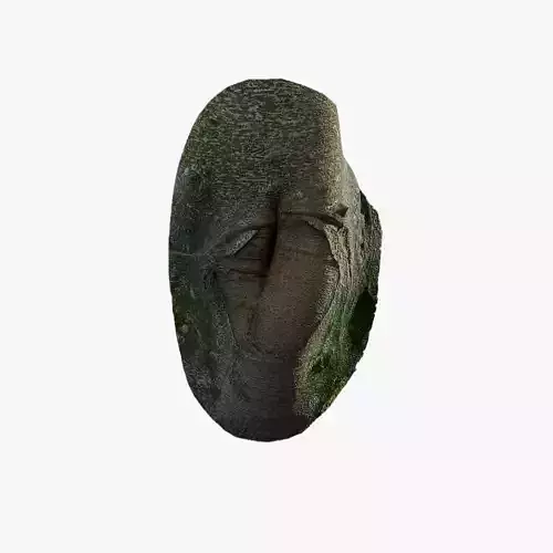 Anydrafts Ficus microcarpa Burl 02