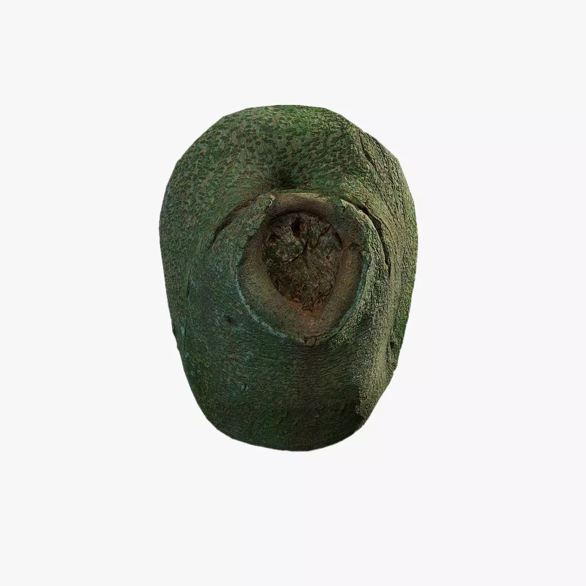 Anydrafts Ficus microcarpa Burl 03 Low-poly 3D model