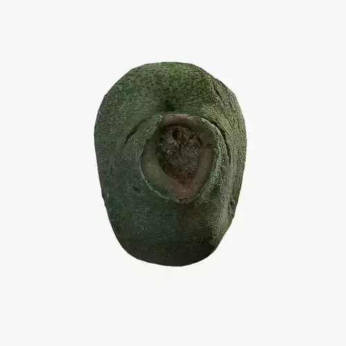 Anydrafts Ficus microcarpa Burl 03