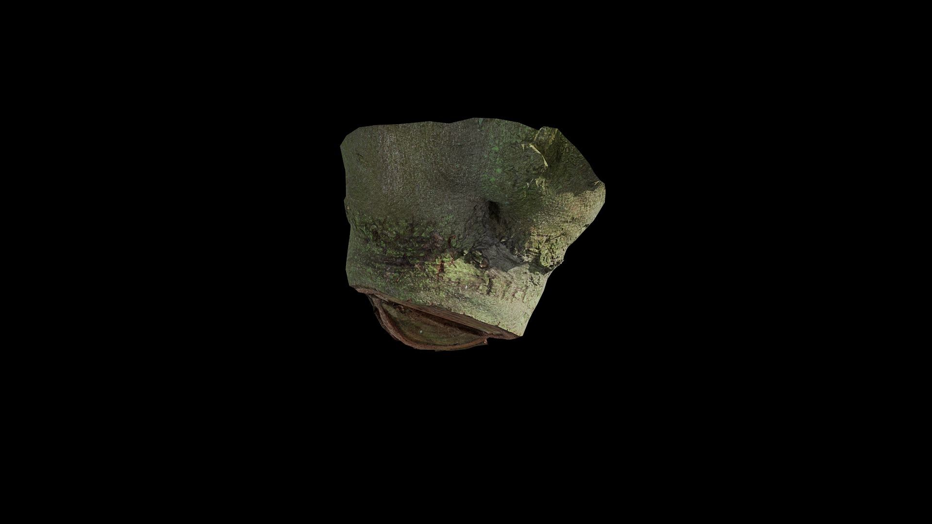 Anydrafts Ficus microcarpa Burl 04 Low-poly 3D model_6