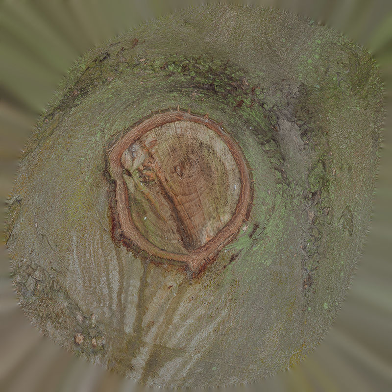 Anydrafts Ficus microcarpa Burl 04 Low-poly 3D model_1