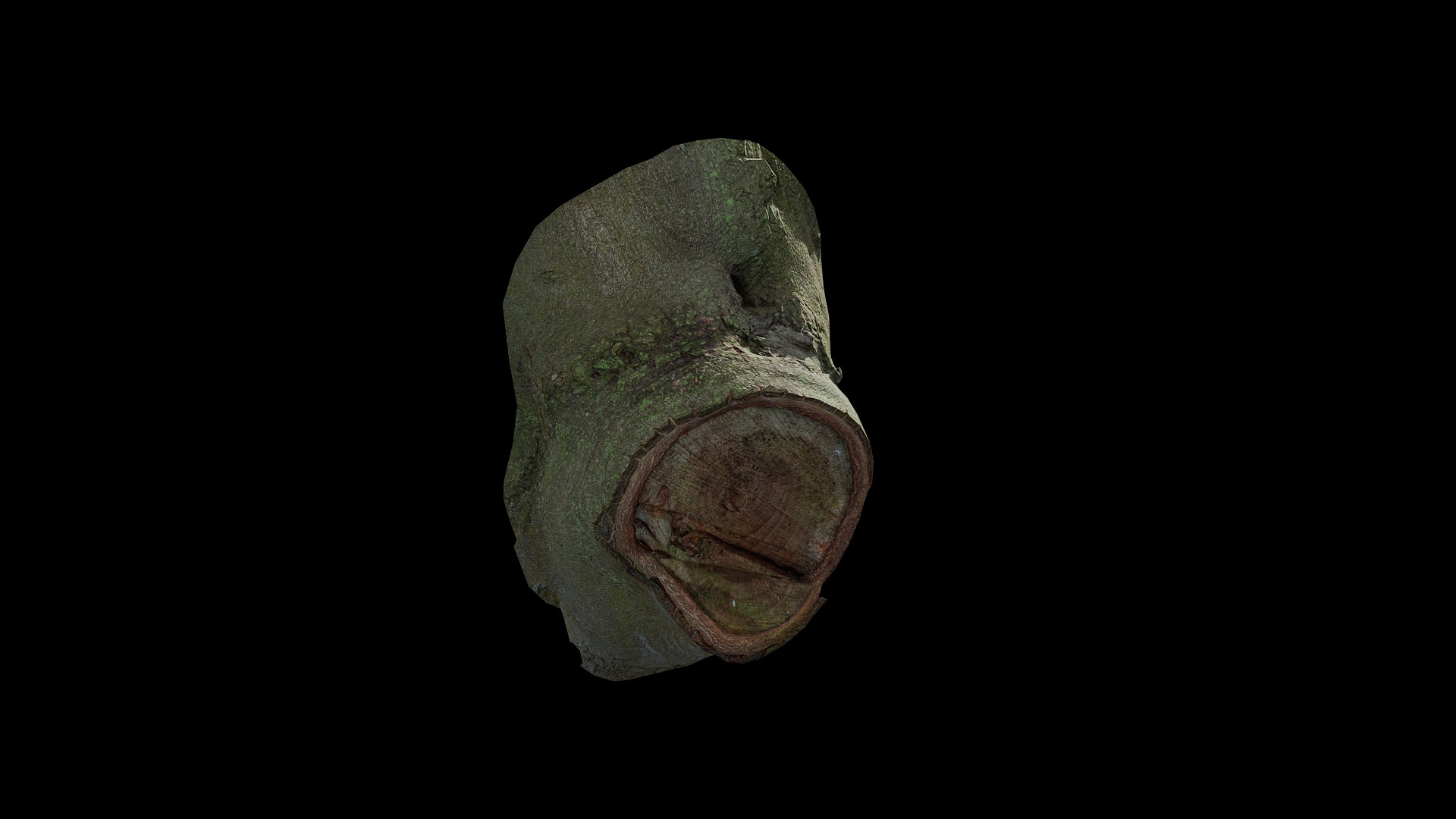 Anydrafts Ficus microcarpa Burl 04 Low-poly 3D model_8