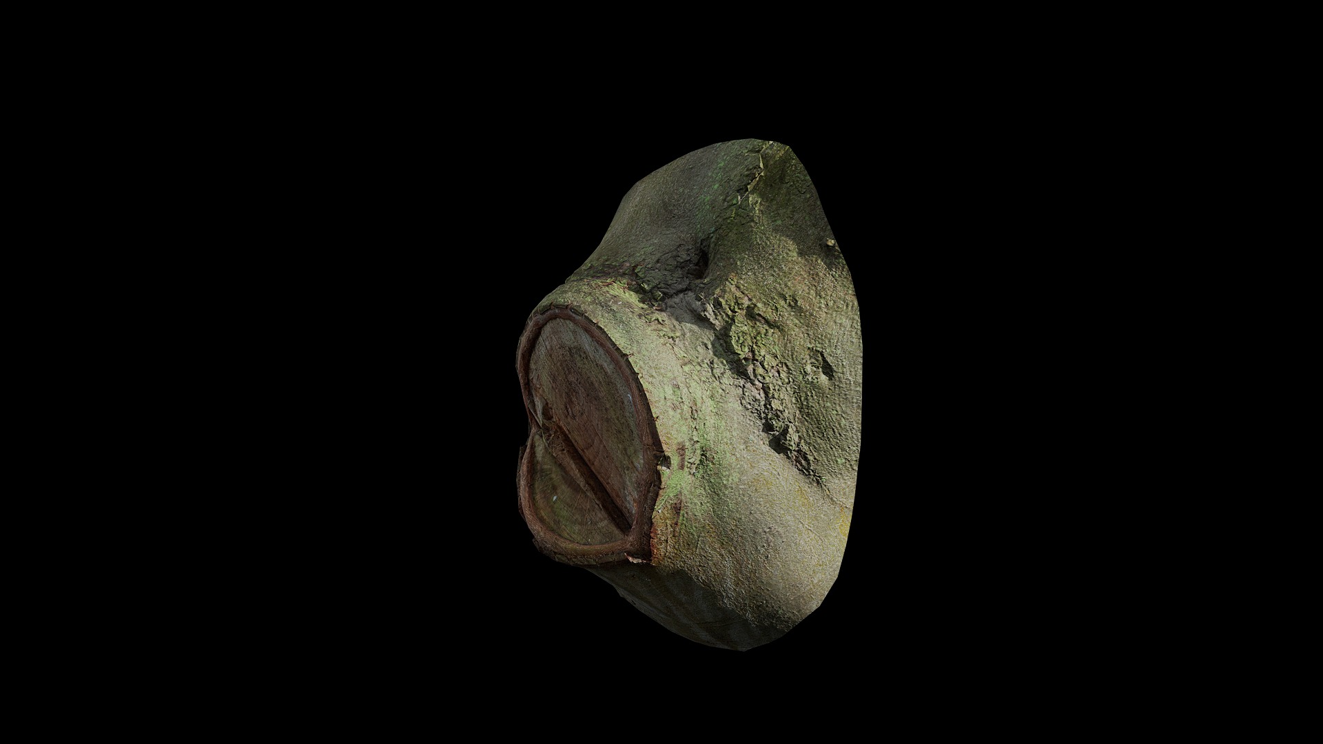 Anydrafts Ficus microcarpa Burl 04 Low-poly 3D model_4