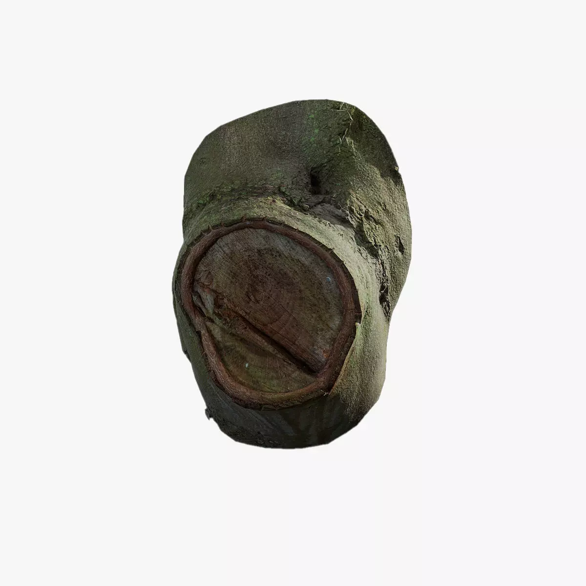 Anydrafts Ficus microcarpa Burl 04 Low-poly 3D model_0